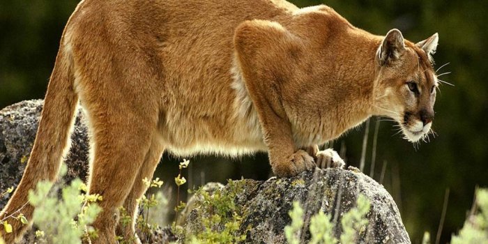 1024x768 Download 1024x768 Big cat cougar Mountain Lion wallpaper