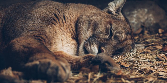2400x1600 Cat, stay, Puma, mountain lion, Cougar, HD wallpaper | Wallpaperbetter