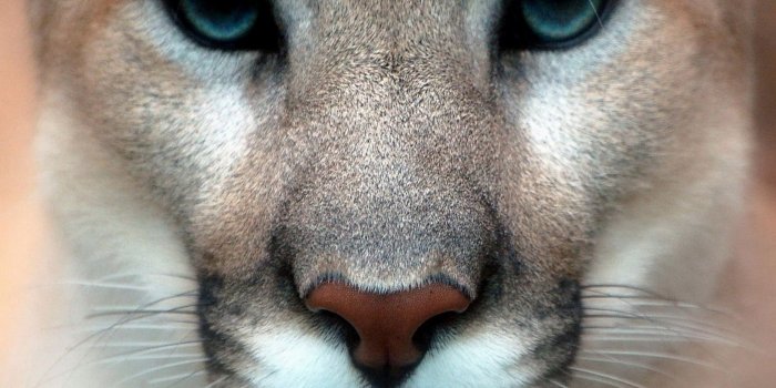 1680x1050 Mountain Lion wallpapers HD for desktop backgrounds
