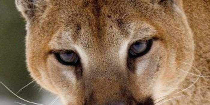 2100x2219 Mountain Lion Wallpaper-Free HD Animal Downloads