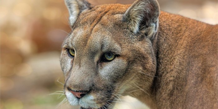 2560x1441 4k Mountain Lion Wallpaper in 2020 | Animals, Mountain lion