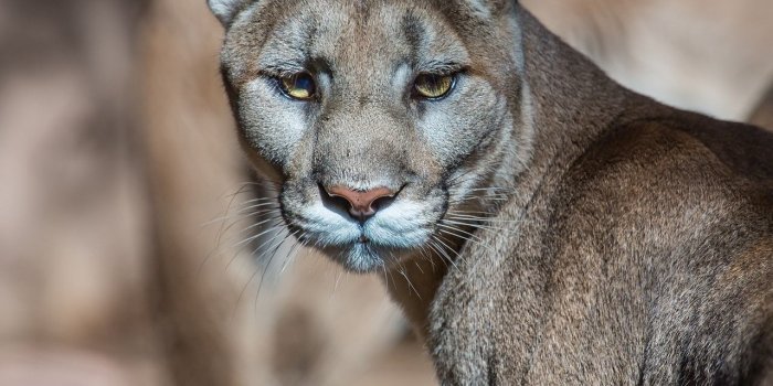 1280x1280 Download wallpaper 1280x1280 puma, cougar, mountain lion, wild cat
