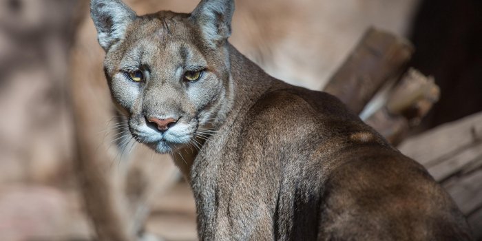 2048x1365 wallpaper puma, cougar, mountain lion HD : Widescreen : High
