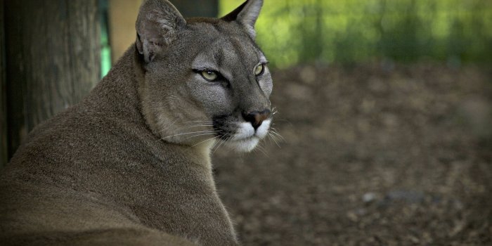 3840x2400 Mountain Lion Wallpapers