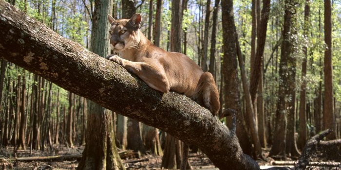 1600x1200 Animals: Couch Potato Mountain Lion, picture nr. 14283