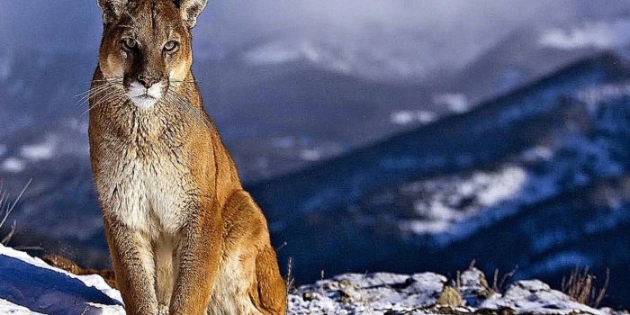 1600x1000 Magnificent Mountain Lion Wallpaper | | wallpaperspick.com