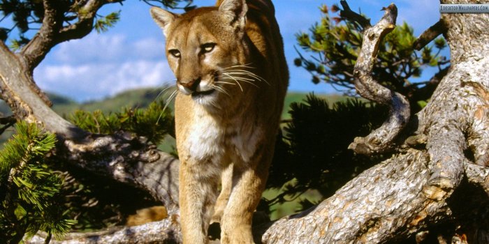 1920x1080 Free download Mountain Lion 10 Wallpaper Background Hd