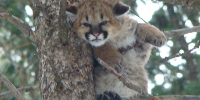 1920x1080 Baby Mountain Lion HD wallpaper