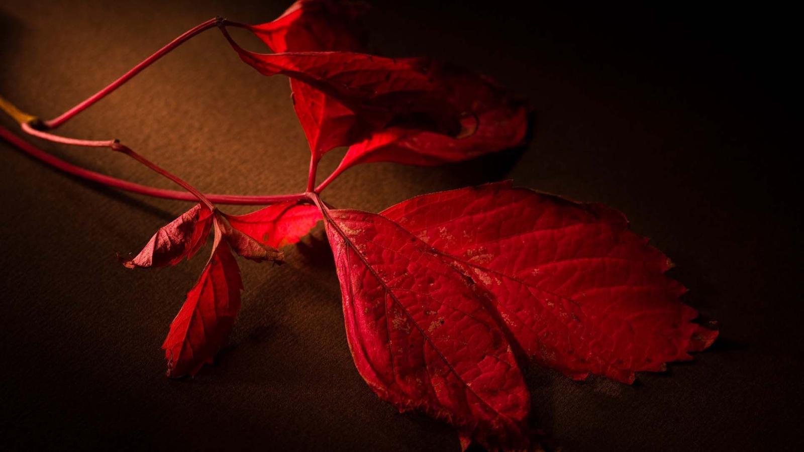 1920x1080 Red Leaves | HD Nature Wallpapers for Mobile and Desktop