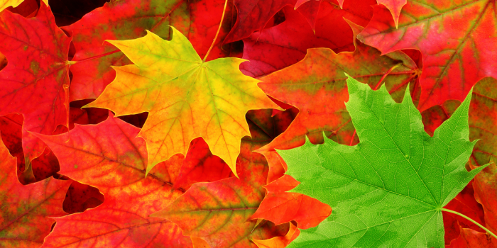 1280x960 Wallpaper's Collection: «Autumn Leaves Wallpapers»