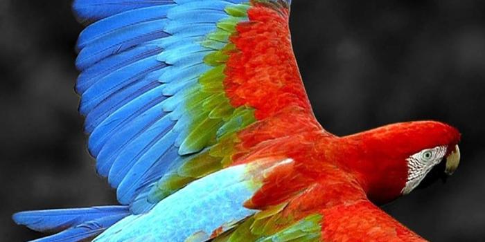 1080x1920 Brazil Parrot Colorful Feather iPhone 8 Wallpapers Free Download
