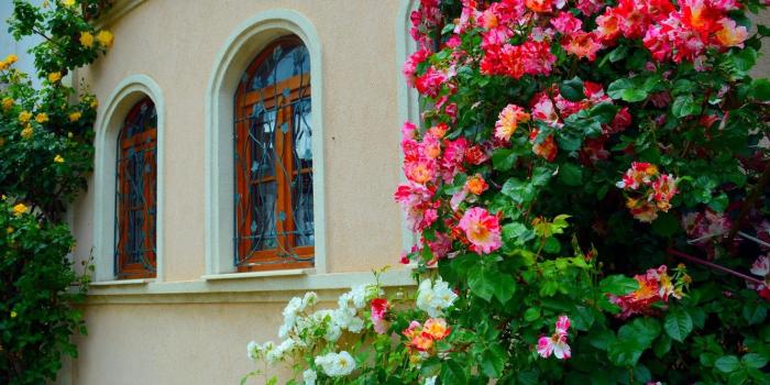 1332x850 Wallpaper Flowers, House, Windows, House, Flowers images for