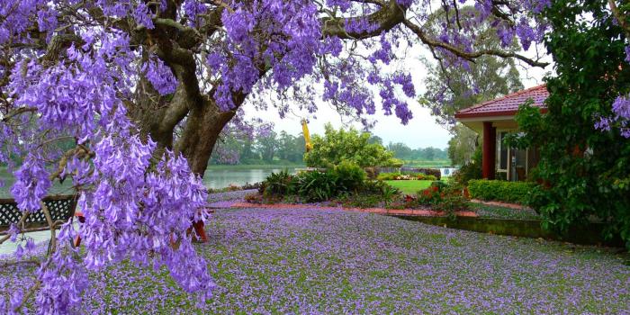 2560x1600 Tree With Purple Flowers House River Flowers Spring Landscape