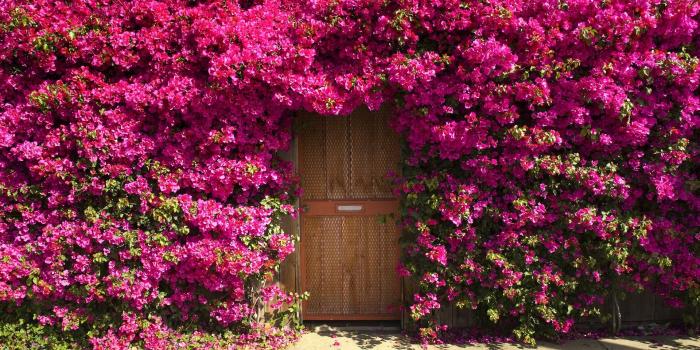 1920x1080 Bougainvillea Around Door of House HD Wallpaper | Background Image