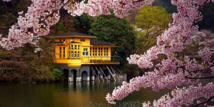 1244x700 Spring flower tree beauty lake house landscape wallpaper