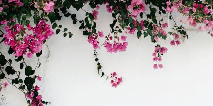 736x1104 house vines #florals | Blumen hintergründe, Blumen hintergrund