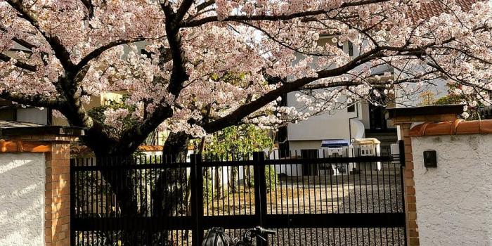 910x1138 HD wallpaper: tree, flower, house, garden, cherry, sakura, japan