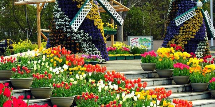 1024x768 Free Wallpaper - Free Flower wallpaper - Flowers In Greenhouse