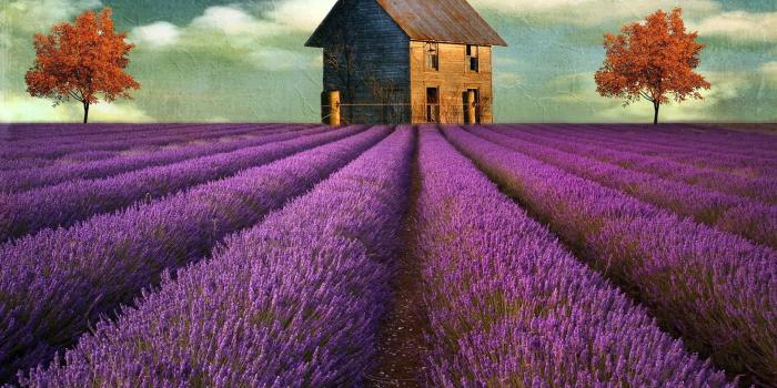 1920x1200 Lavender Field Wallpaper Wallpaper Wide Beautiful Wallpapers High