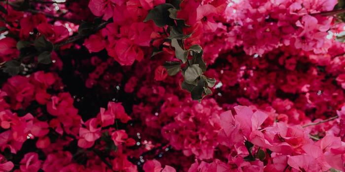 910x1365 HD wallpaper: Pink bougainvillea flowers against the traditional