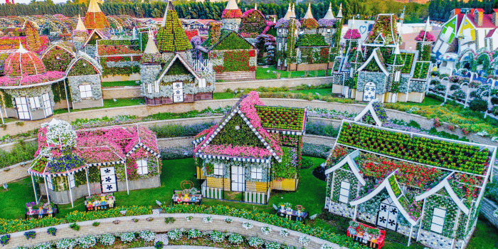 1600x900 Dubai Miracle Garden: the world's largest natural flower garden