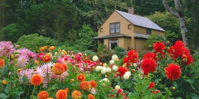 1600x900 My Rose: Flower Garden Wallpaper Free Download