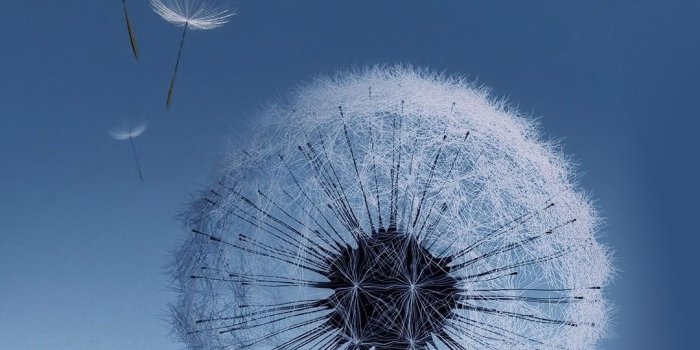 1080x1920 Free download Galaxy S4 HD Dandelion Desktop 10801920 Samsung