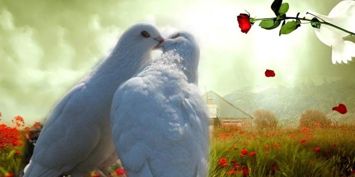 1024x768 Dove Pictures of lovebirds kissing birds wallpaper | Dove pictures