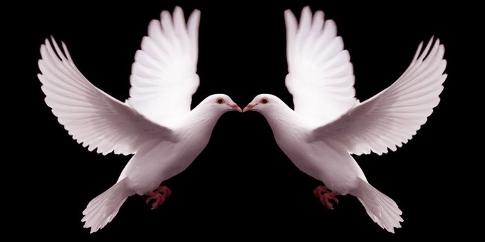 2560x1440 Kiss, Kiss. Sweet Dove Kisses | Beauty animals, Birds, Beautiful birds