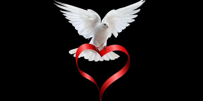 2560x1600 Dove Wallpaper (60+ images)