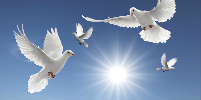 2507x1605 Free Doves, Download Free Clip Art, Free Clip Art on Clipart Library