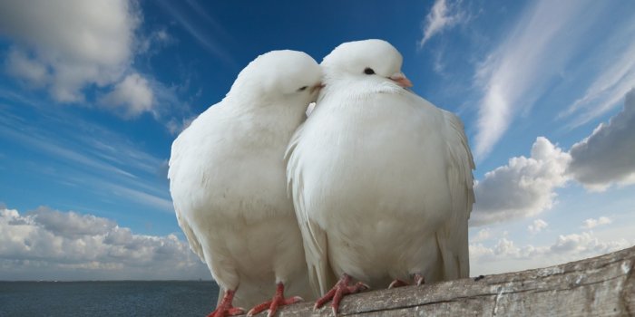 2560x1440 Download Wallpapers, Download 2560x1440 love doves birds 2560x1440