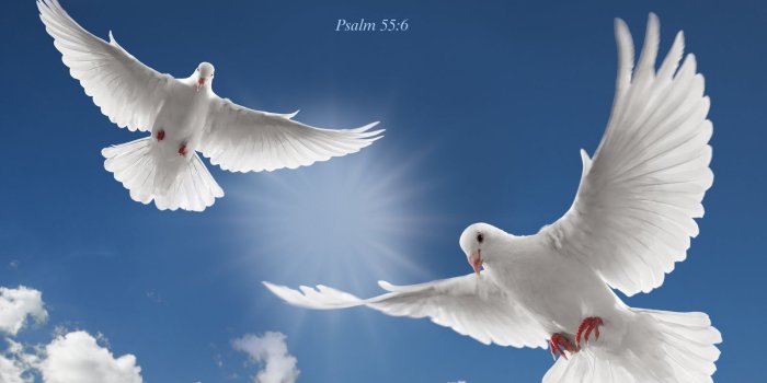1600x1293 Desktop Christian Wallpapers Free Download | Dove pictures, White