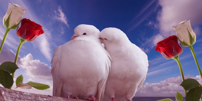 1920x1200 Love Doves wallpapers - Crazy Frankenstein