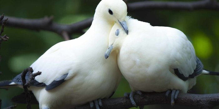 2560x1685 Lovebirds Wallpaper (56+ images)