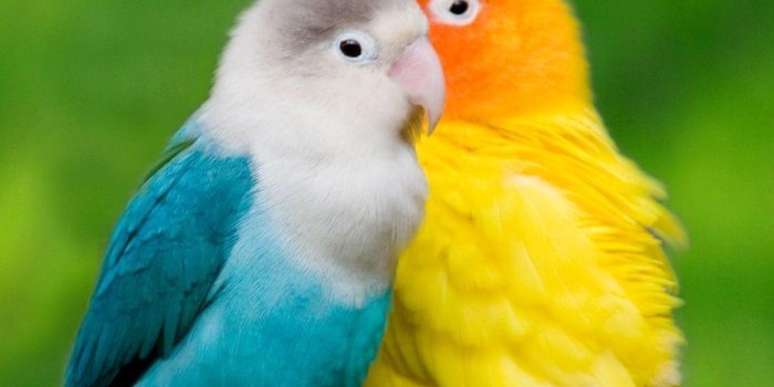 1024x1024 LOVE BIRDS HD WALLPAPERS