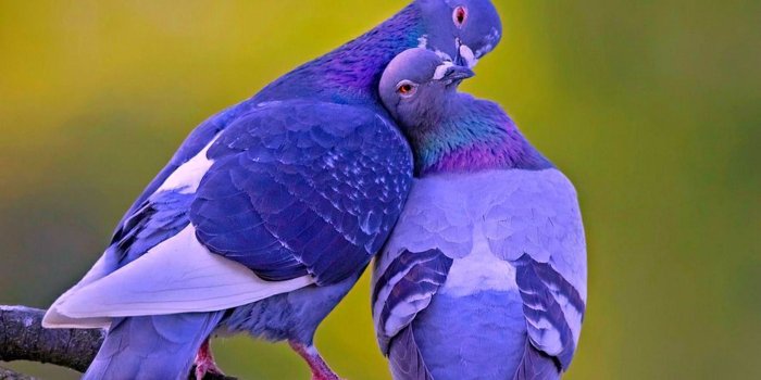 2560x1600 Love Birds Wallpapers ·① WallpaperTag