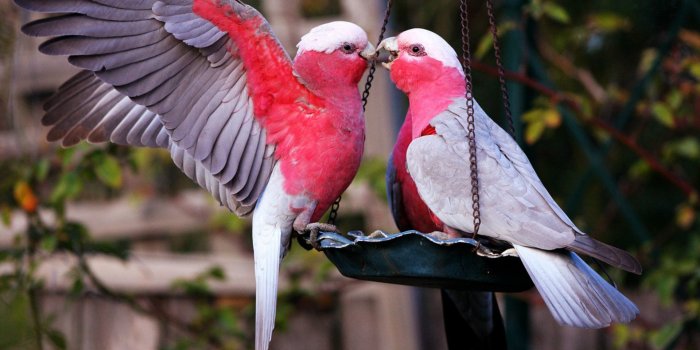 1920x1200 Lovely Birds Wallpaper ·① WallpaperTag