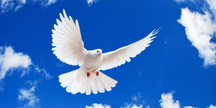 2560x1600 52 Dove HD Wallpapers | Background Images