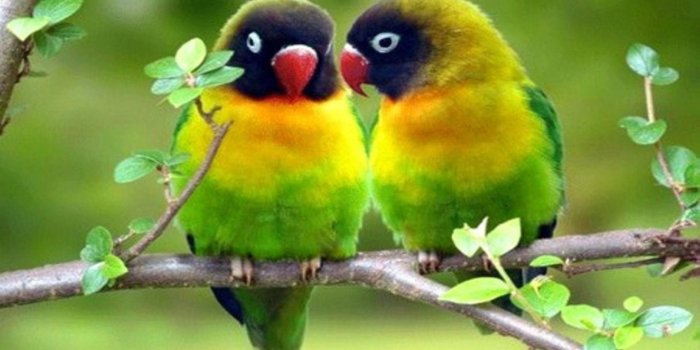 1920x1200 Love Birds Wallpapers - Top Free Love Birds Backgrounds