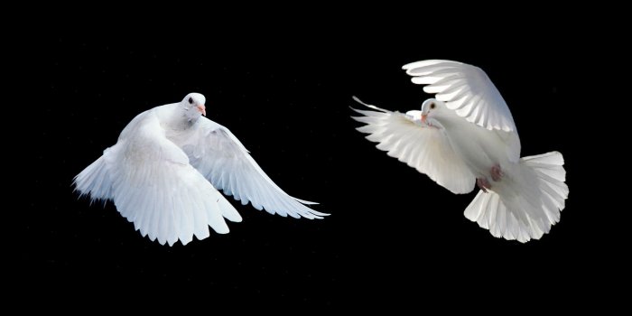 2560x1600 Free Doves, Download Free Clip Art, Free Clip Art on Clipart Library
