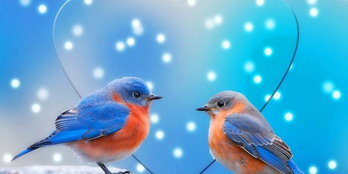 1920x1200 Colorful Sparrow Love Birds | HD Animals and Birds Wallpapers for