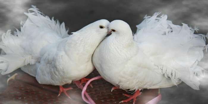 3500x2188 Birds Kissing White Doves Widescreen Free Download : Wallpapers13.com