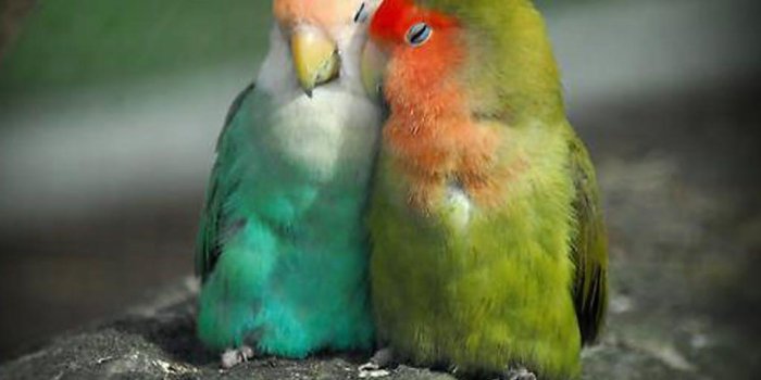 1024x768 Love Bird Wallpapers