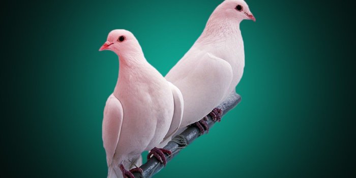 1920x1200 Lovebird Wallpaper ·① WallpaperTag