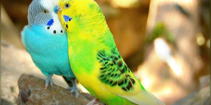 1024x768 Love Birds Wallpapers - Top Free Love Birds Backgrounds