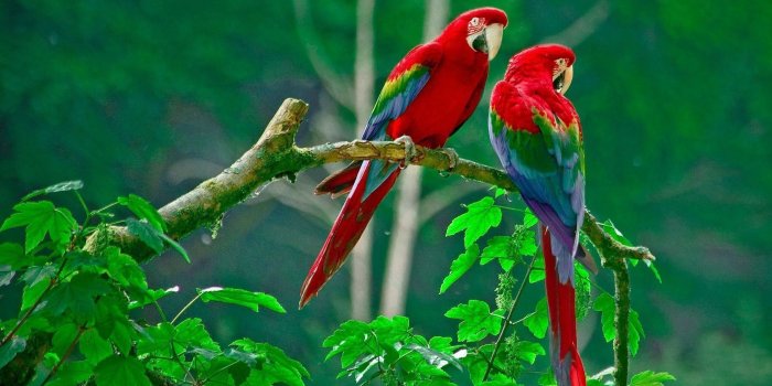 1920x1200 Lovebird Wallpaper ·① WallpaperTag