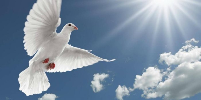 1920x1200 Free Doves, Download Free Clip Art, Free Clip Art on Clipart Library