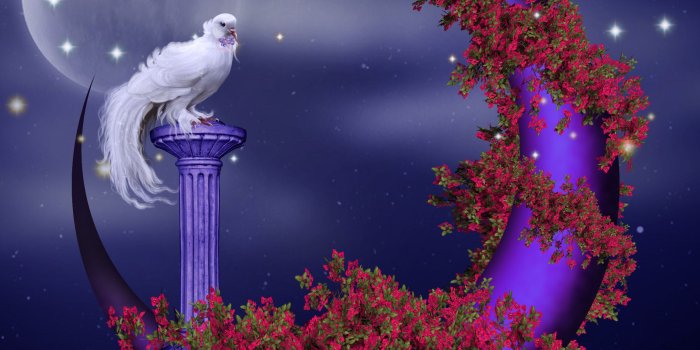 2193x1854 47 Dove Photos and Pictures, RT19 HDQ Cover Wallpapers