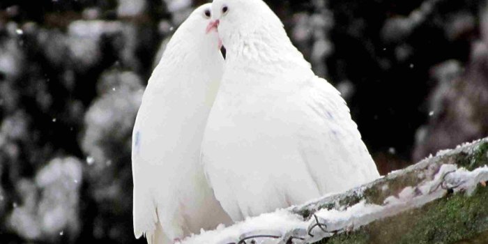 1920x1200 Desktop wallpaper of love birds